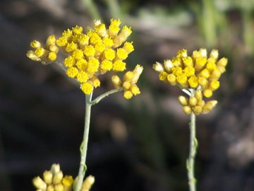 Helichrysum italicum